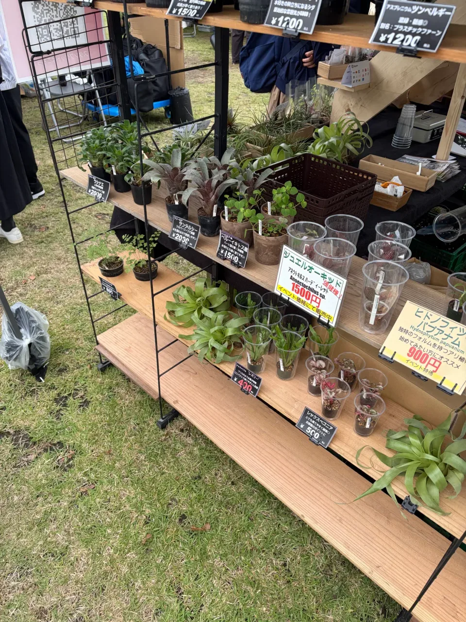 木製の棚にチランジアなどの小型植物や着生植物が並ぶ会場の販売風景