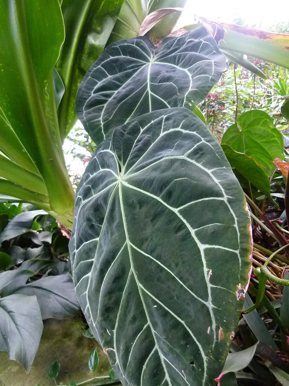 An Anthurium crystallinum leaf with silver-white veins across a deep green, heart-shaped blade
