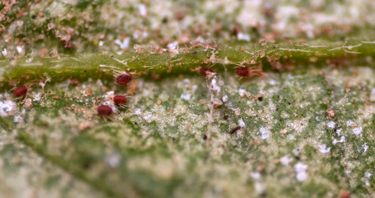 Spider mites on the underside of a pepino leaf, with adults, eggs and pale feeding marks