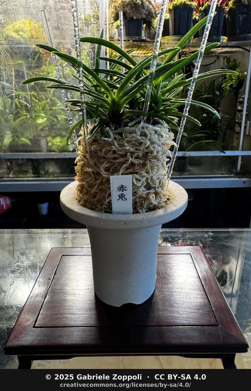 高く盛った苔と飾り鉢に植えられた富貴蘭「赤兎」の栽培例。2026年の富貴蘭美術品大会の出品株ではない。