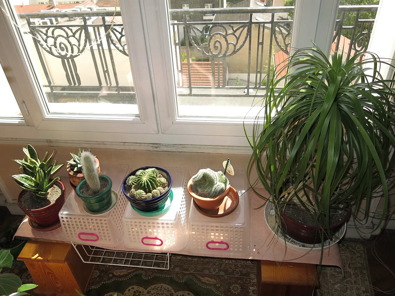 Sansevieria, cacti, Beaucarnea and other potted plants arranged on a shelf beneath a window