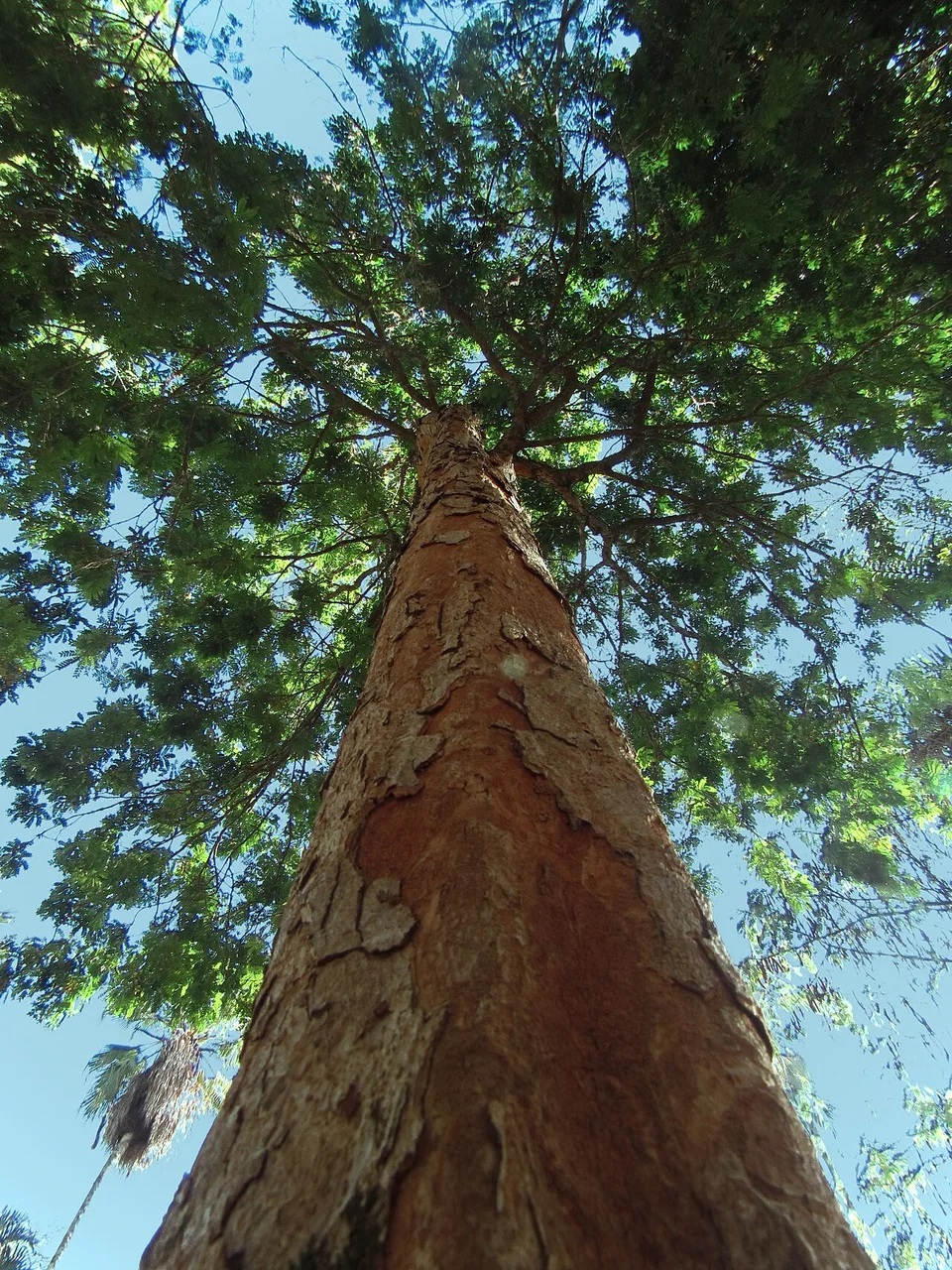 A pau-brasil tree in a state forest in São Paulo, with a grey-brown trunk and branches of finely divided leaves