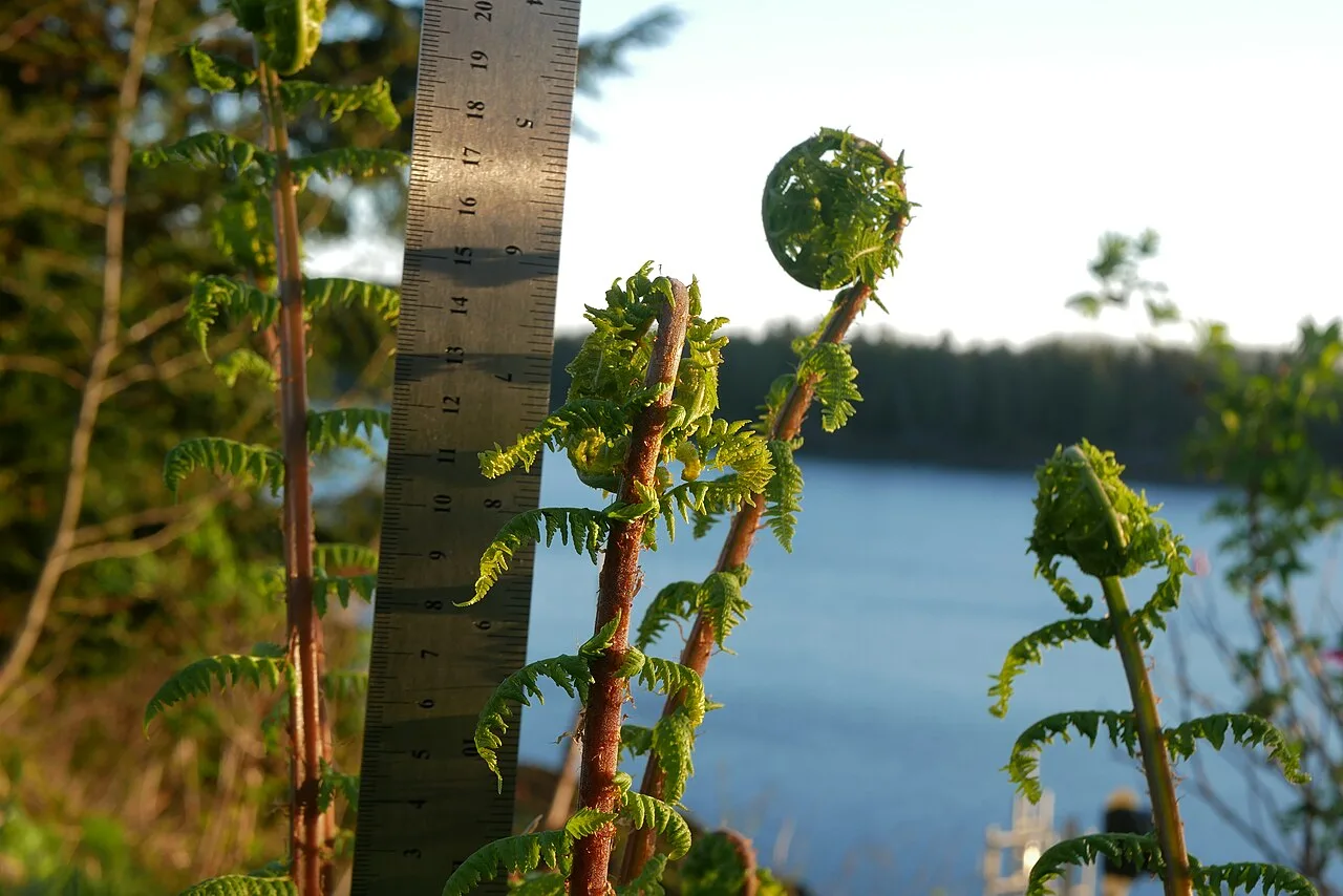 Several pale green lady fern fiddleheads emerging through brown scales