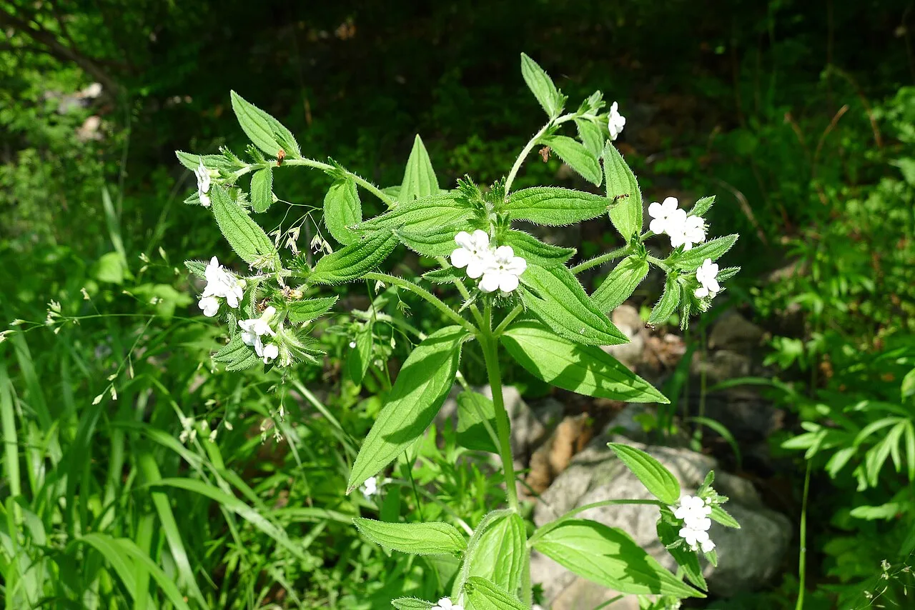 Lithospermum erythrorhizon with small white flowers above slender leaves and stems