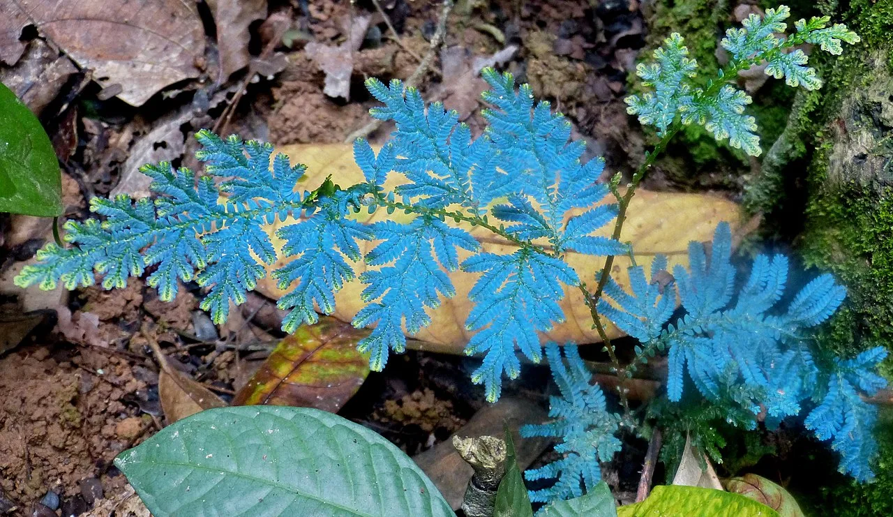 Branches of Selaginella willdenowii showing blue-green structural colour on a tropical forest floor