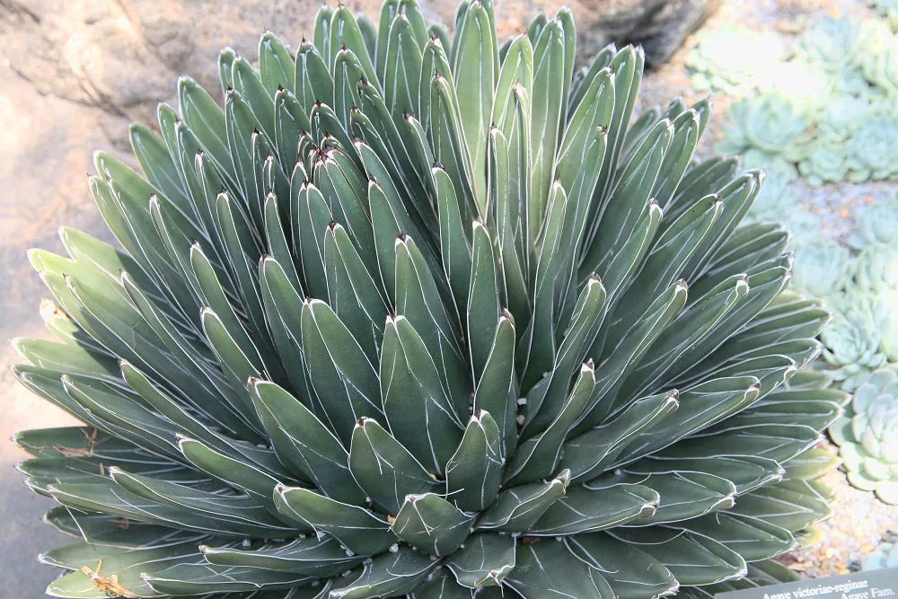 A compact rosette of Agave victoriae-reginae with white markings across thick dark green leaves