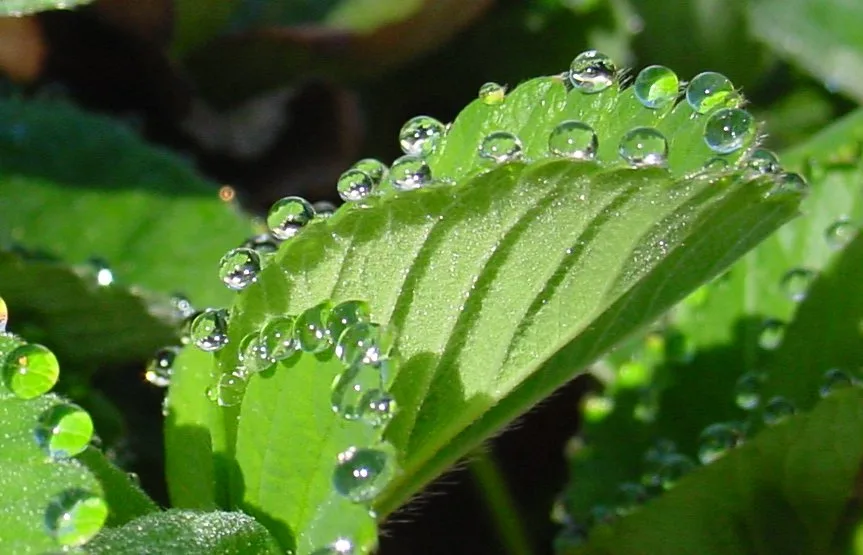 Guttation droplets spaced along the edge of a strawberry leaf
