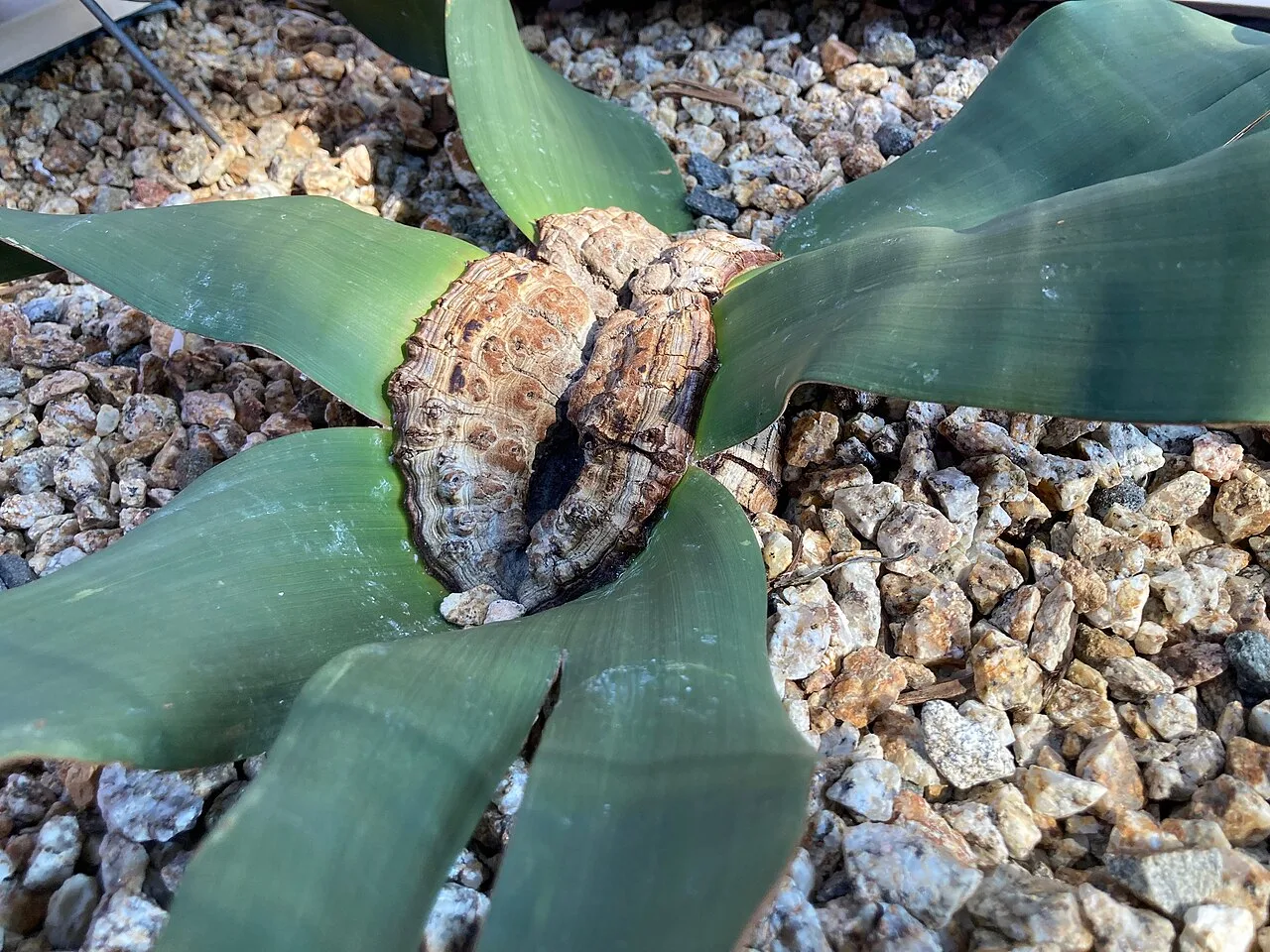 A Welwitschia mirabilis spreading two frayed leaves around a low stem with cone-bearing shoots at the centre