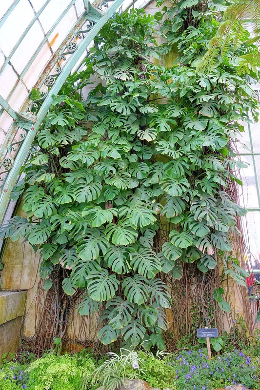 Monstera deliciosa climbing with a thick stem and aerial roots in the Royal Greenhouses of Laeken