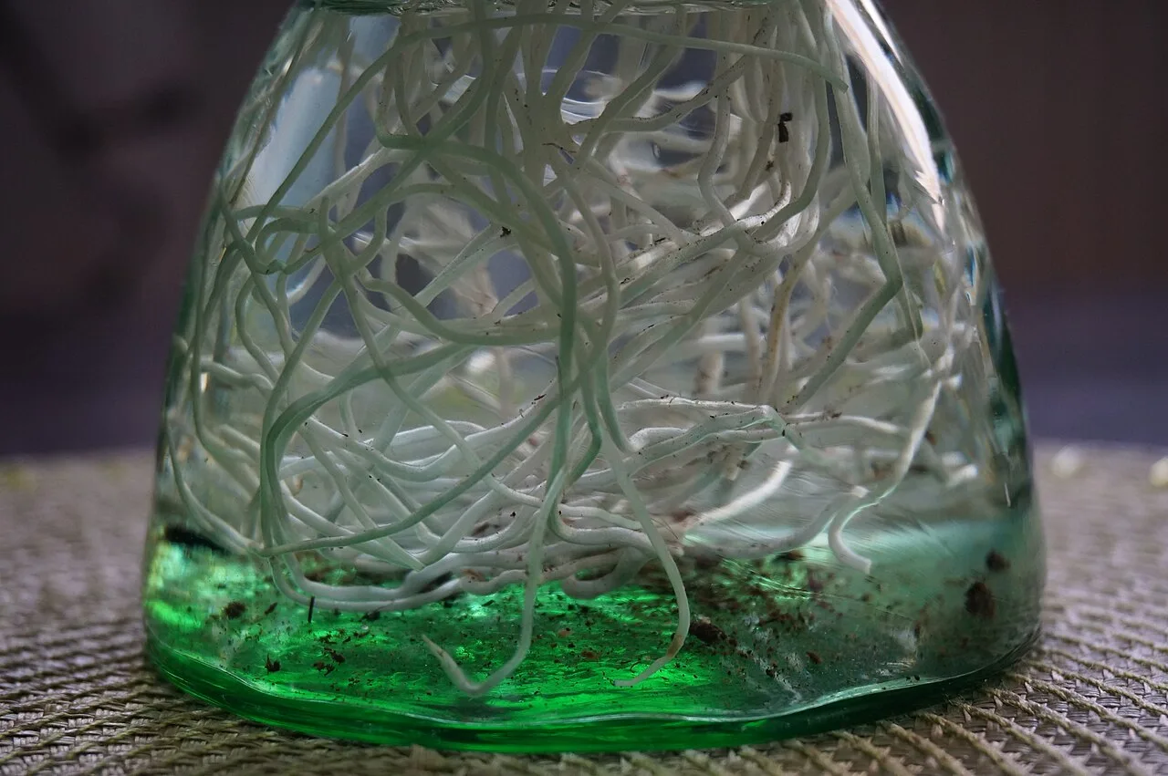 Two hyacinth bulbs extending white roots into water inside transparent vessels