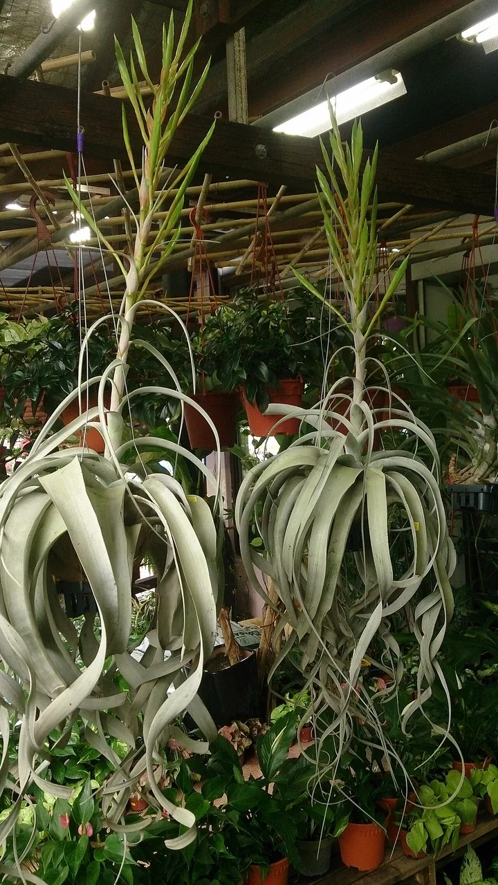 Tillandsia xerographica after watering, with droplets on broad pale green-silver leaves curling from the centre.