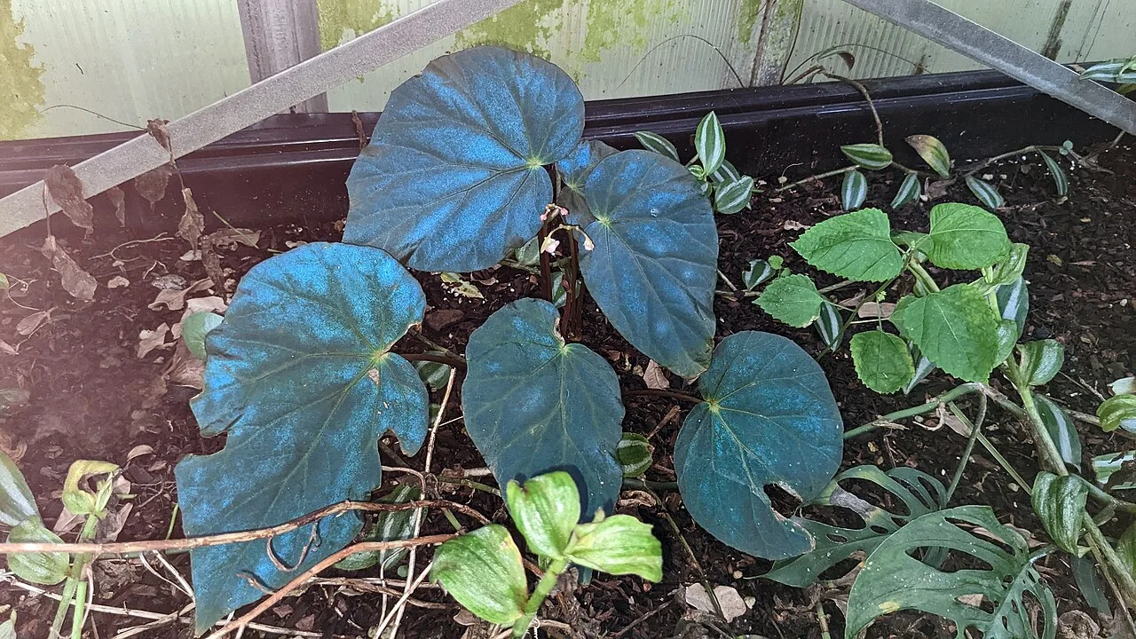 Begonia pavonina with broad asymmetric deep-green leaves showing angle-dependent metallic blue iridescence