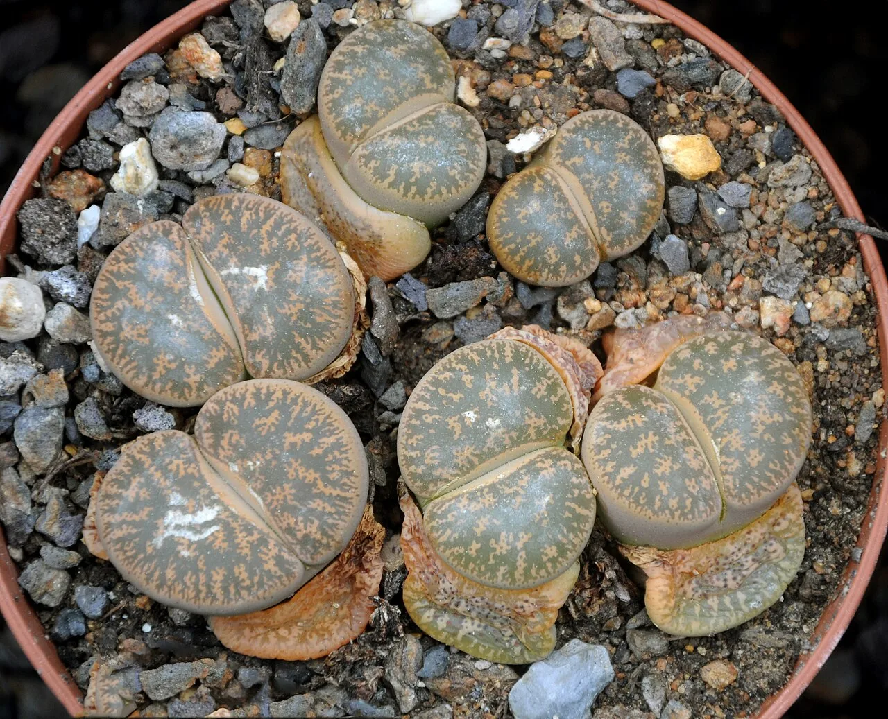 バーゼル大学植物園で栽培される複数のリトープス・レスリー