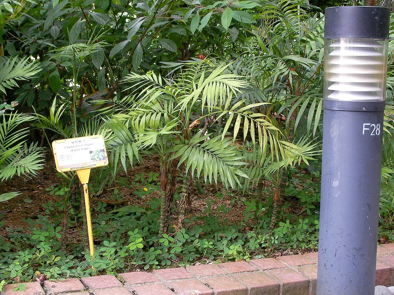 A parlor palm with fine leaflets arranged along slender fronds; this is the same species, not the advertised product