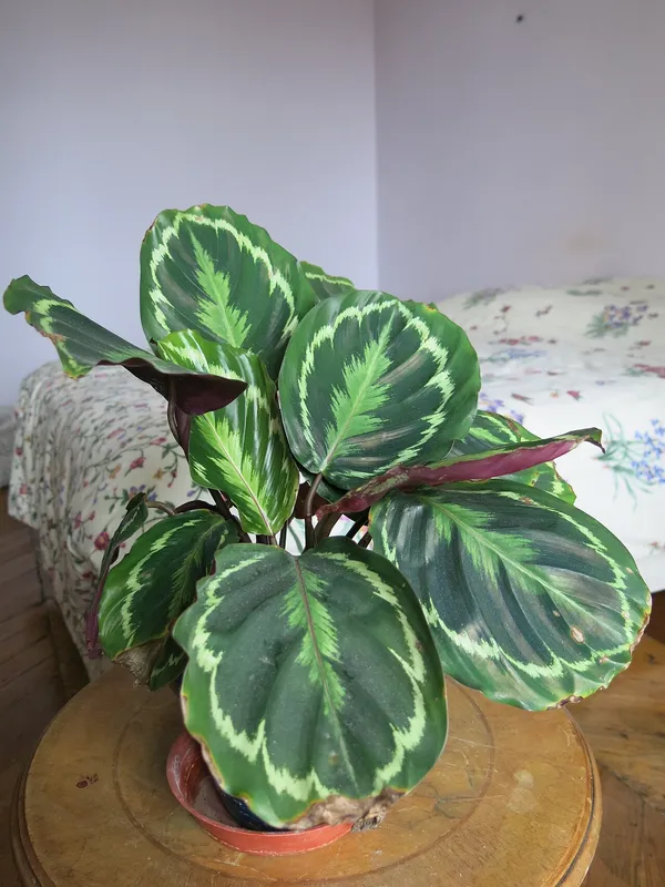 A Maranta leuconeura plant with red veins and contrasting leaf markings