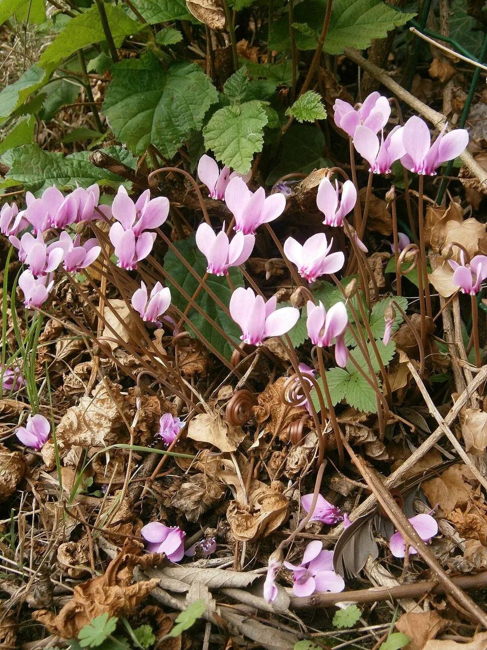 細い花茎の先で反り返る桃色のヘデリフォリウムの花