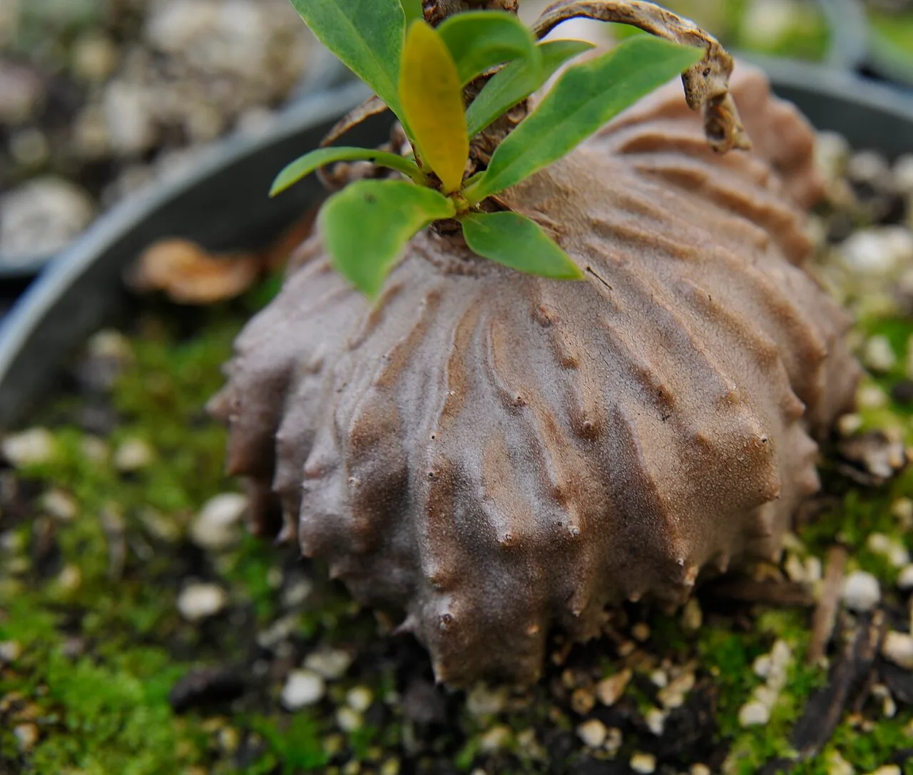 The swollen brown base of Myrmecodia tuberosa, marked by deep ribs and small openings
