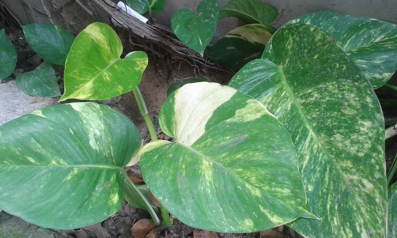 A single pothos vine showing small variegated leaves and much larger mature leaves with divided edges.