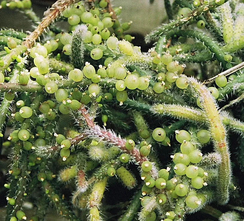 白い吊り鉢から細い緑の茎を長く垂らすリプサリス・バッキフェラ