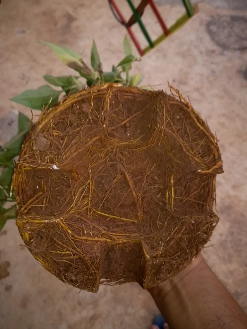 鉢から抜かれ、細い根が土の外周を密に回っている種類不明の鉢植えの根鉢