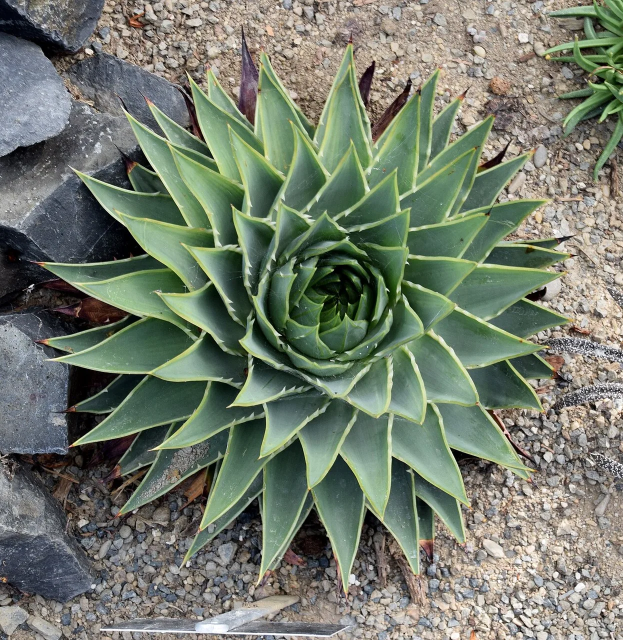 Aloe polyphylla with thick grey-green leaves forming a clockwise spiral from the centre.