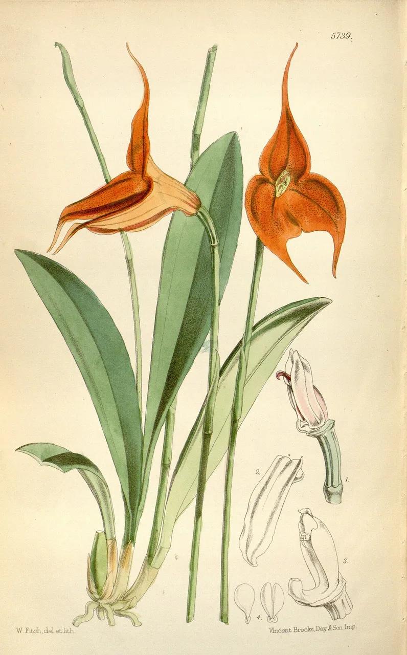 An 1868 botanical plate of Masdevallia veitchiana with slender sepals shifting from orange to deep red