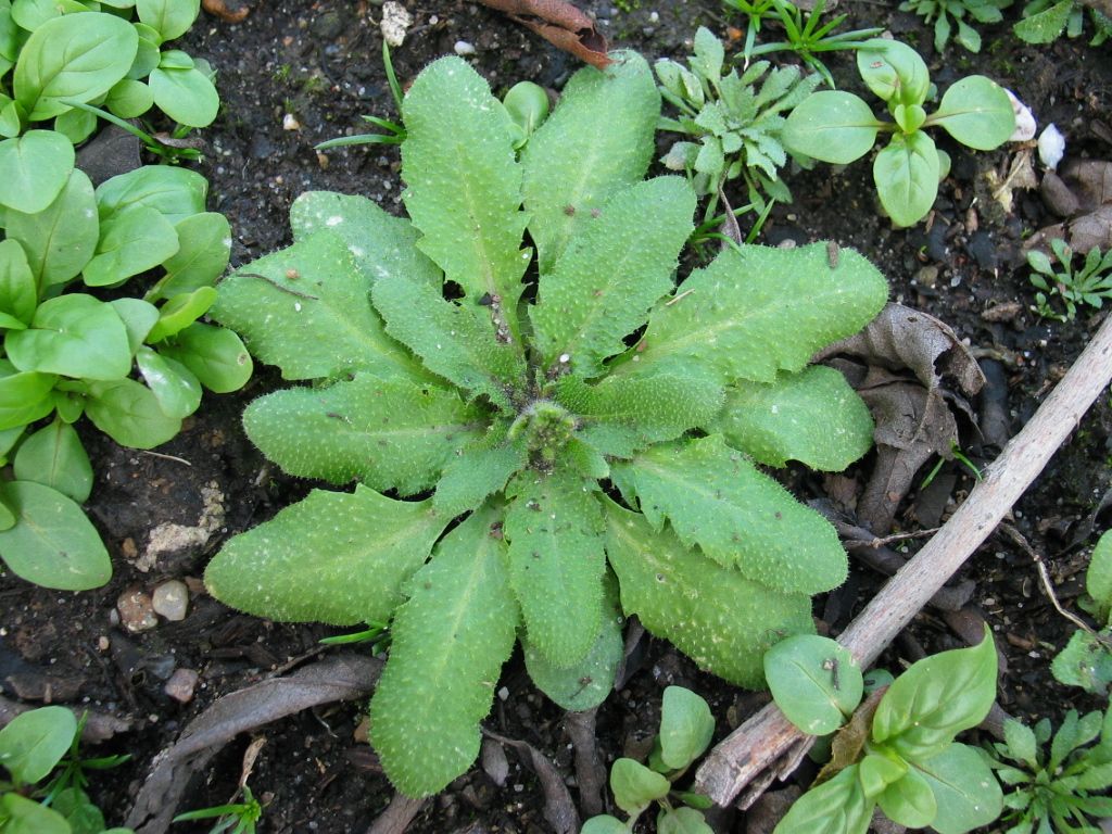 A rosette of Arabidopsis thaliana with a flowering stem beginning to emerge