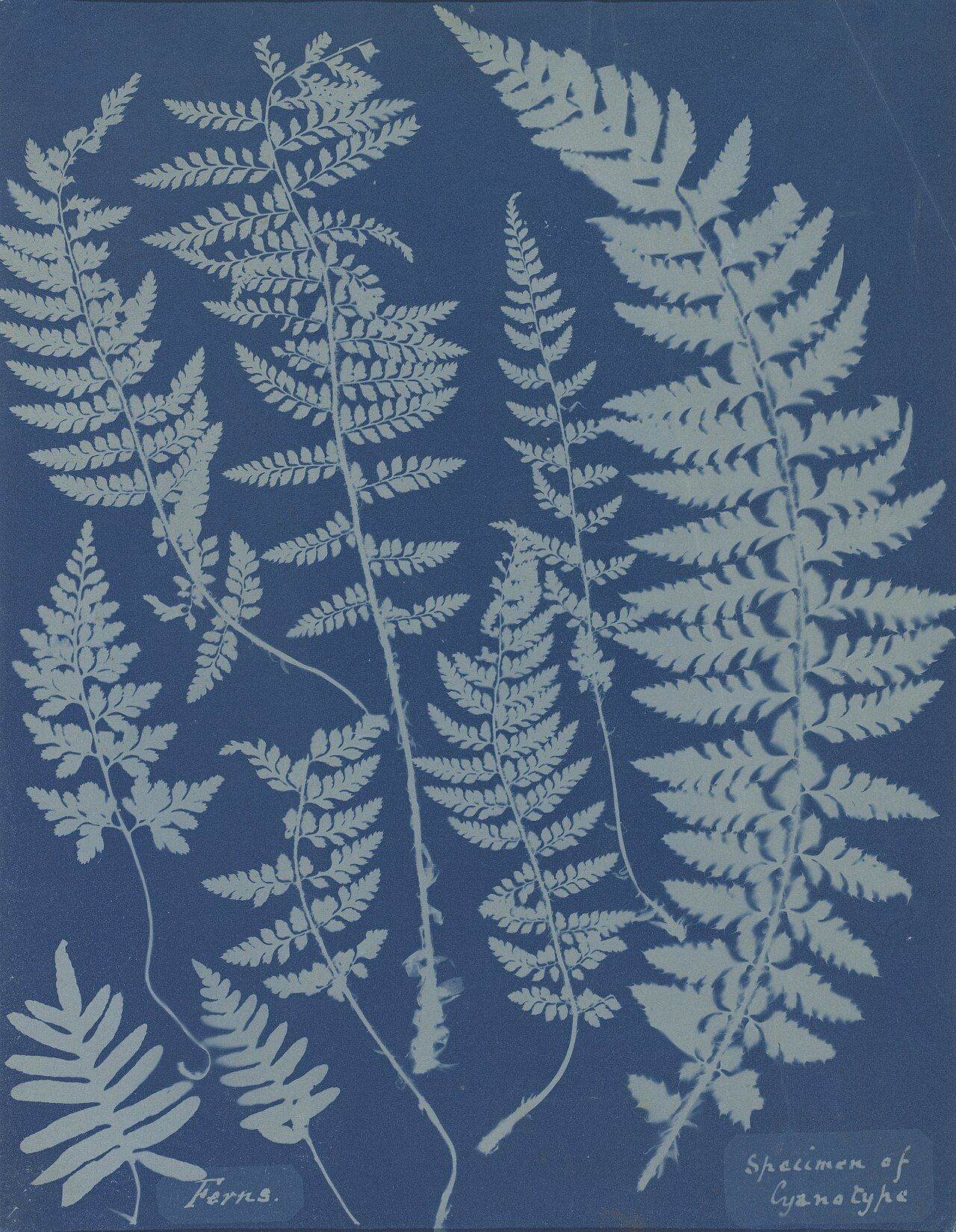 An 1840s cyanotype by Anna Atkins, with white outlines of several ferns floating against deep blue