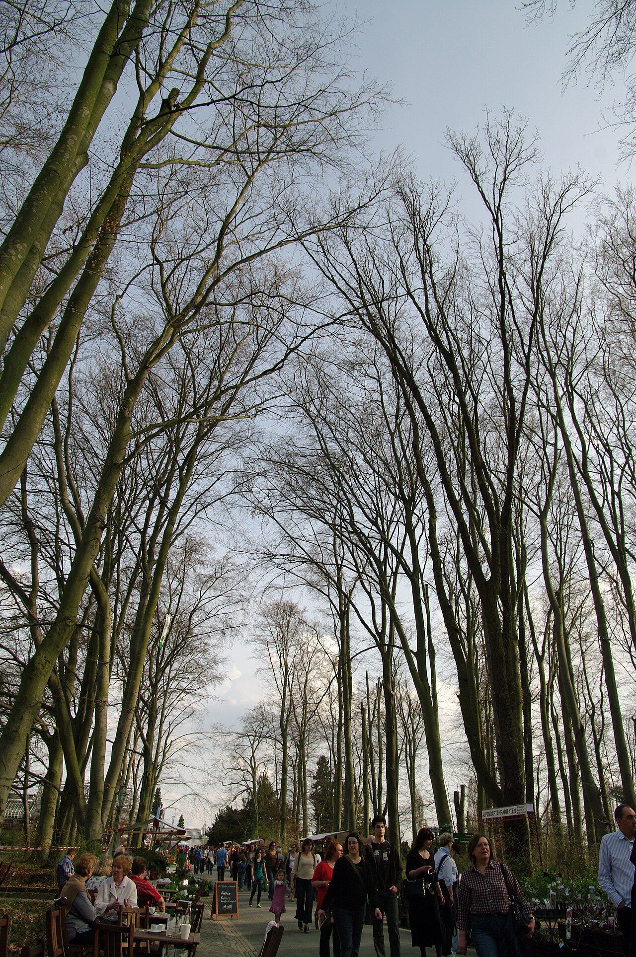 At the spring 2011 Berlin perennial market, nursery stands line both sides of a tree-filled path in the Botanical Garden