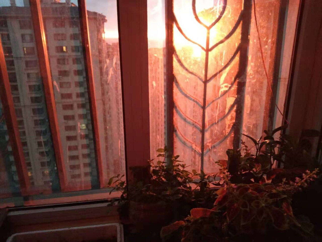 Large and small potted plants lined along an apartment balcony against a pale-pink dawn sky and cityscape