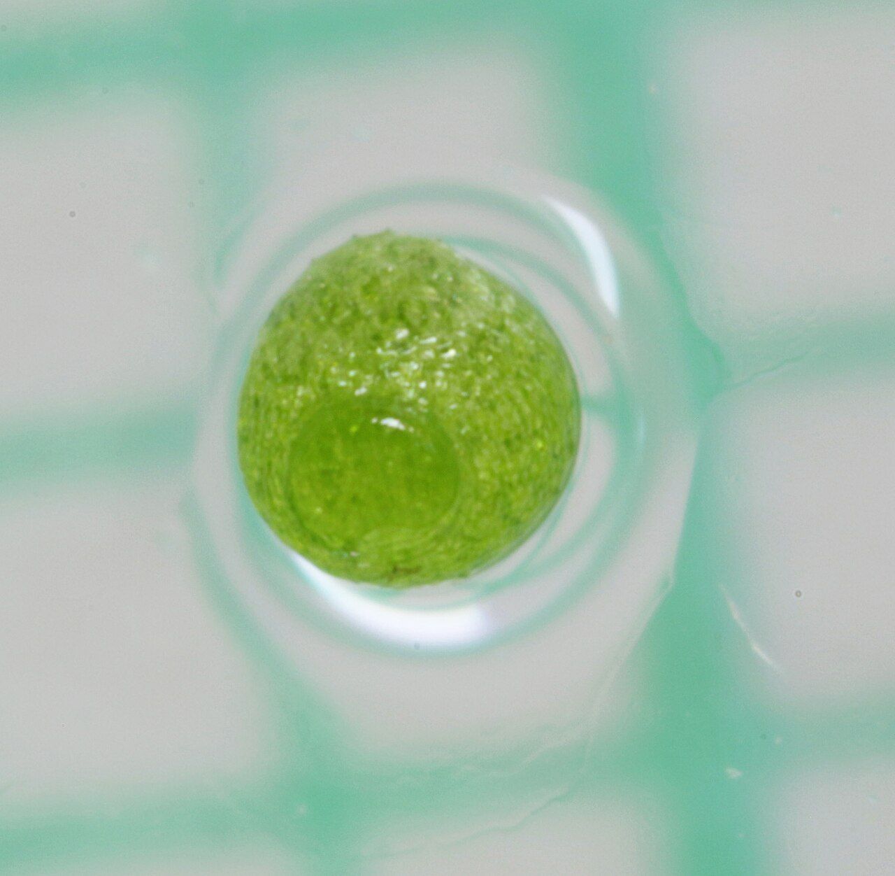 The green underside of a cultivated Wolffia globosa specimen in the centre of a pale blue-green water droplet