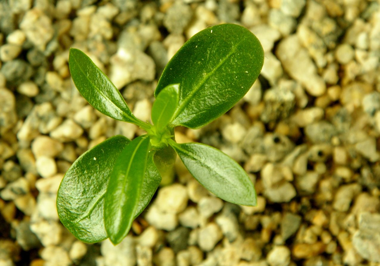 A roughly four-week-old seedling of Pachypodium lamerei spreading leaves above gravelly medium as its first spines appear (not an exhibition plant)