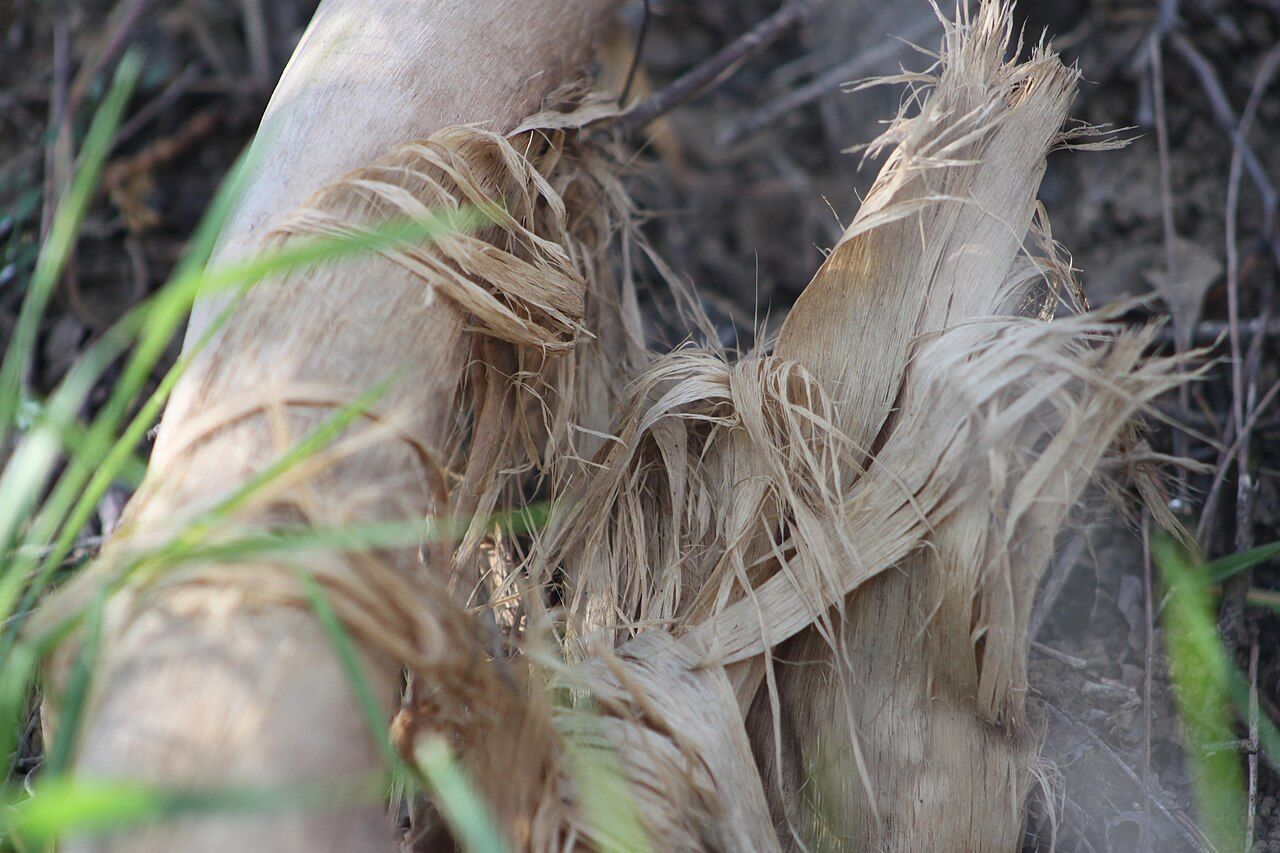 Close-up of pale brown hemp fibers bundled after retting