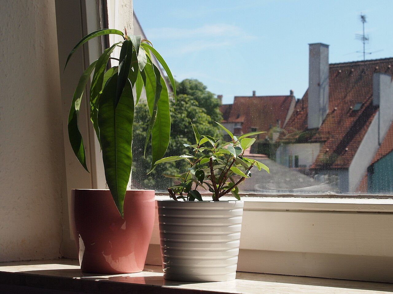 Two potted plants on a bright windowsill overlooking red roofs