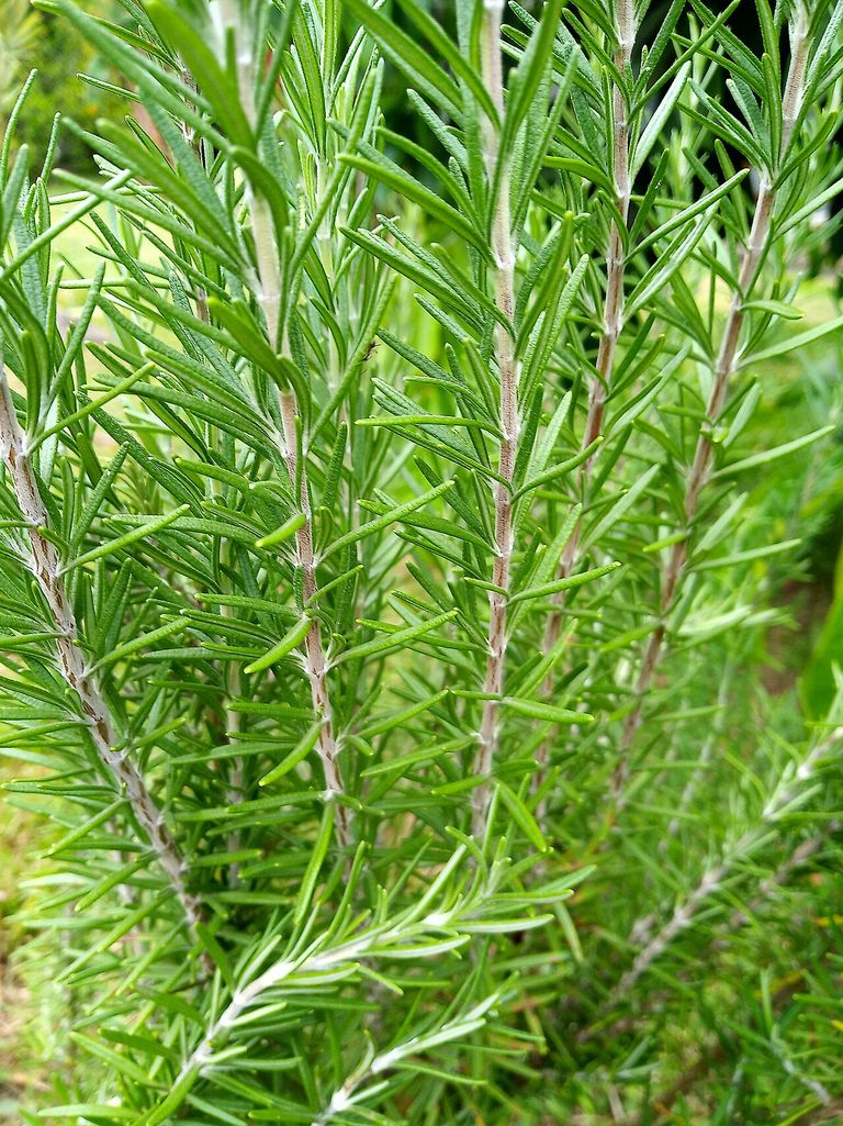 Rosemary branches densely covered in slender green leaves