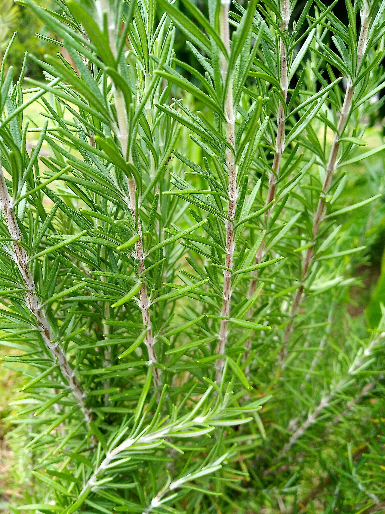 Rosemary branches densely covered in slender green leaves