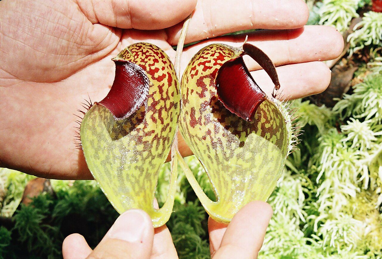 Upper pitcher of Nepenthes aristolochioides with purple-red spots on a pale body and a nearly vertical opening facing forward