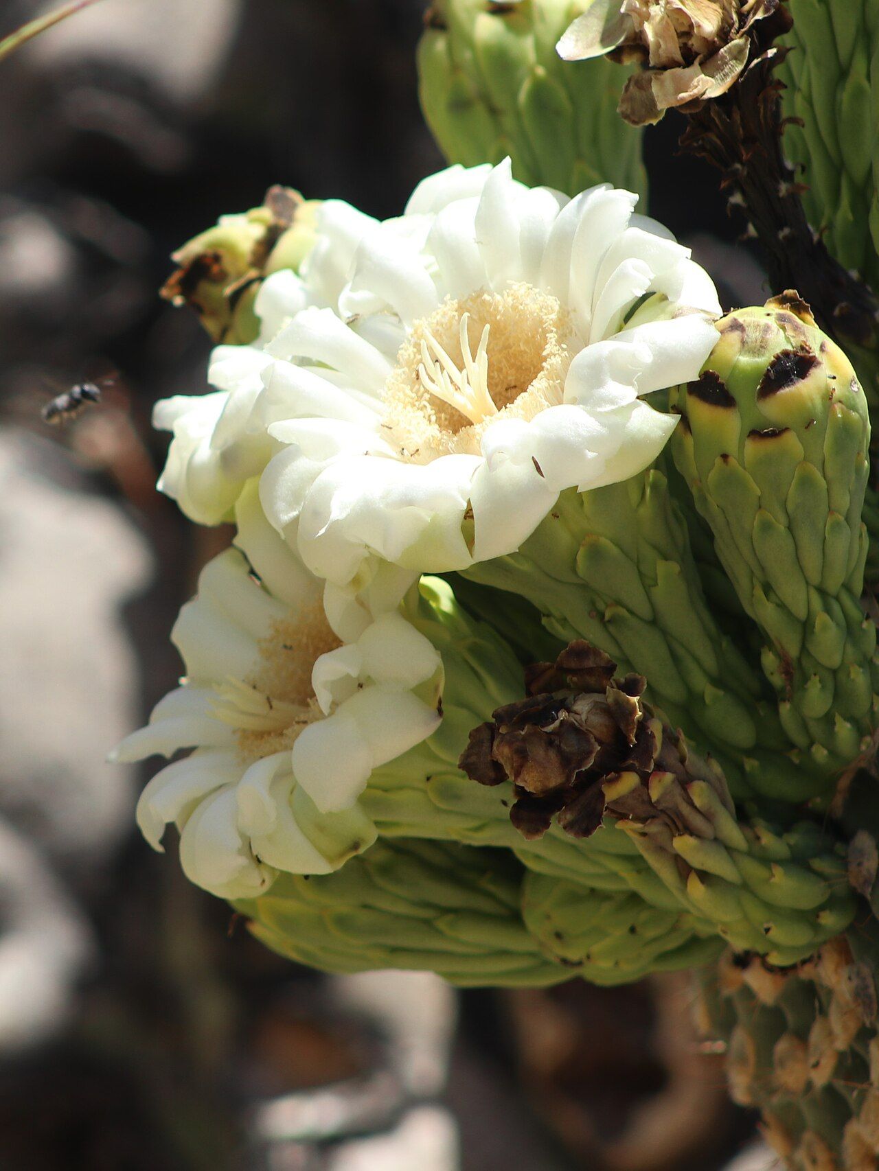 White saguaro flowers at the end of a stem in Sonoran Desert National Monument