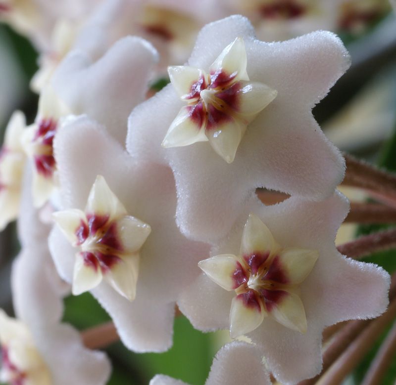 淡い桃色の星形の花を球状に集めたホヤ・カルノーサの花房