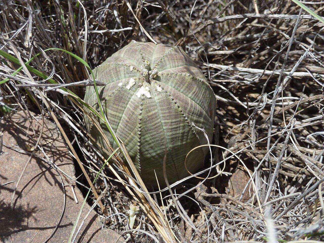 Euphorbia obesa showing vertical ribs and horizontal bands in dry habitat in South Africa