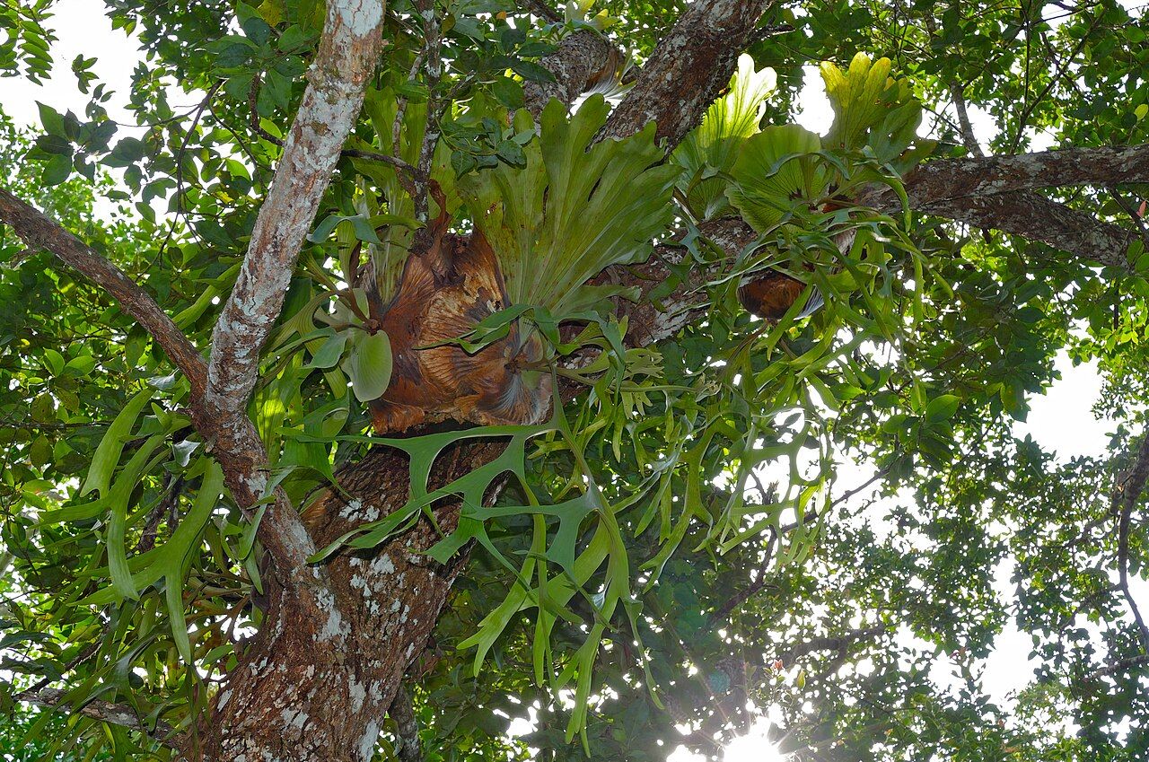 Platycerium ridleyi clasping a tree with nest fronds and extending fertile fronds in Sarawak