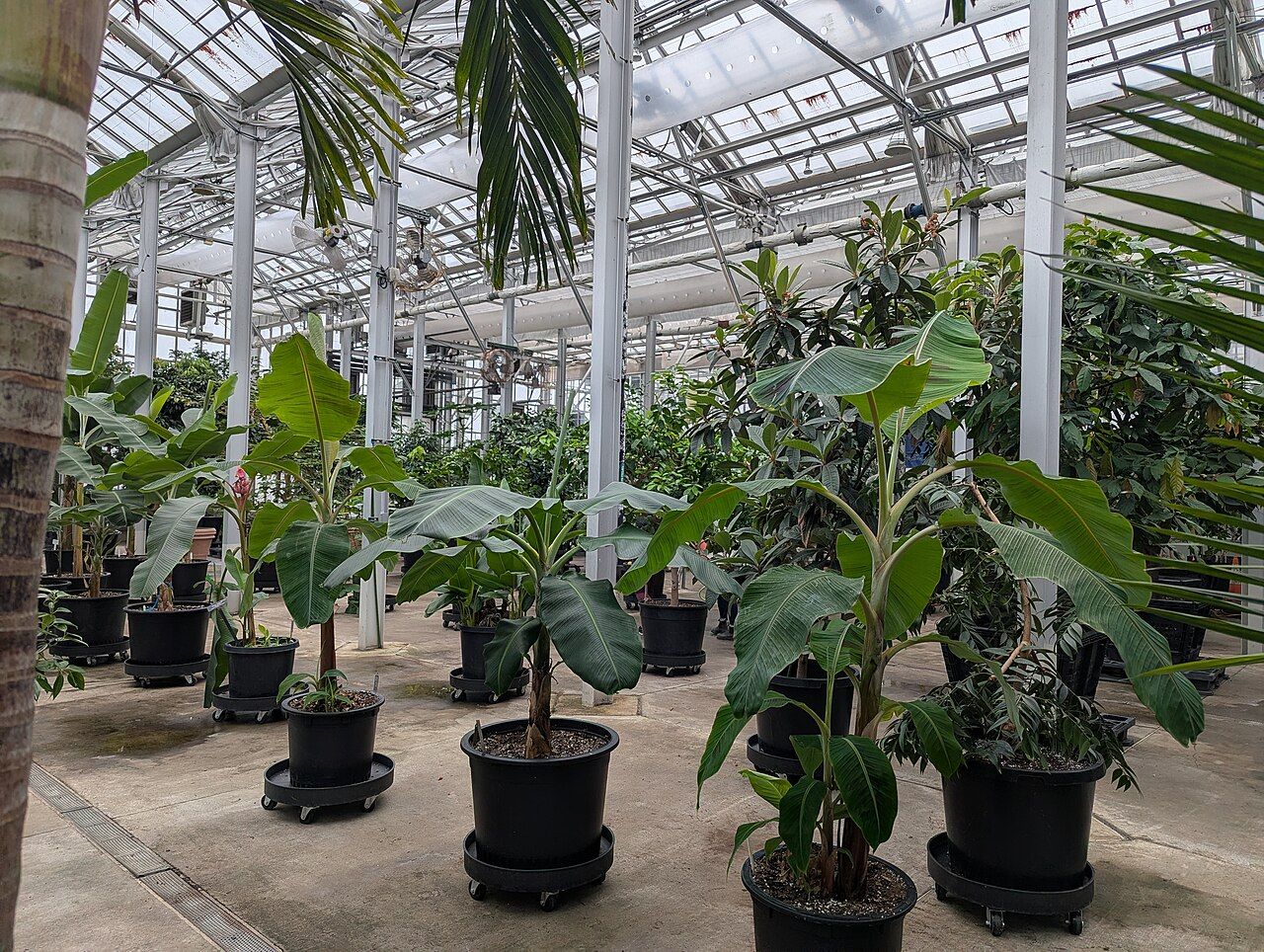 Rows of potted plants under a high roof at the U.S. Botanic Garden Production Facility