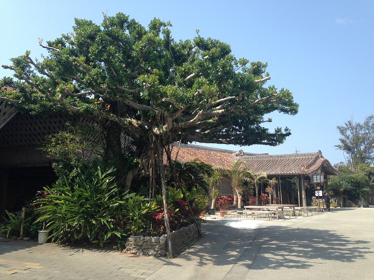 A banyan spreading broad horizontal branches before the main gate of Ryukyu Mura, Okinawa (not a photograph included in this project)