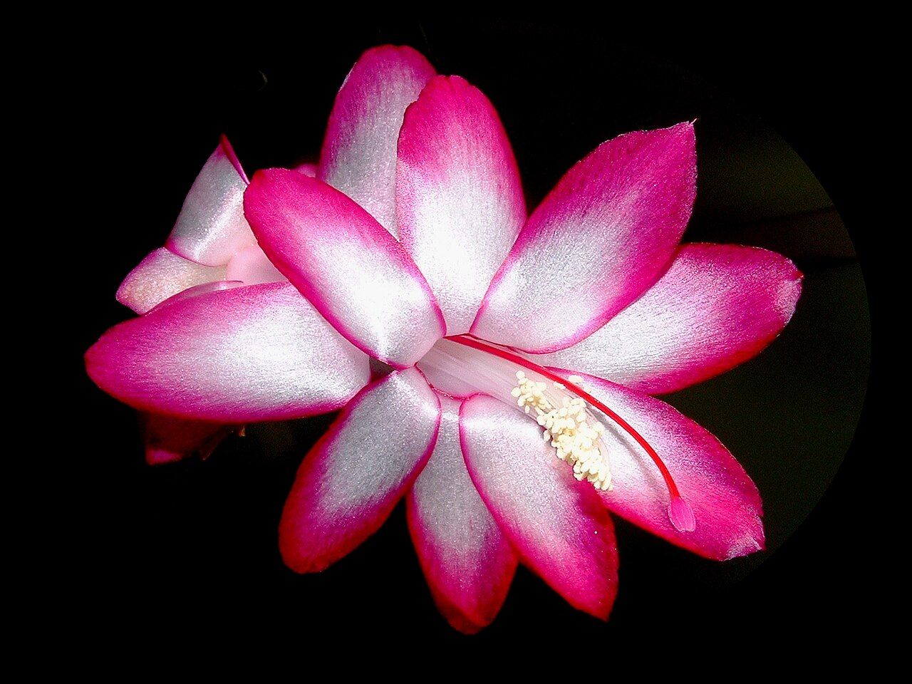 A holiday cactus with magenta flowers at the ends of flat, jointed green stems