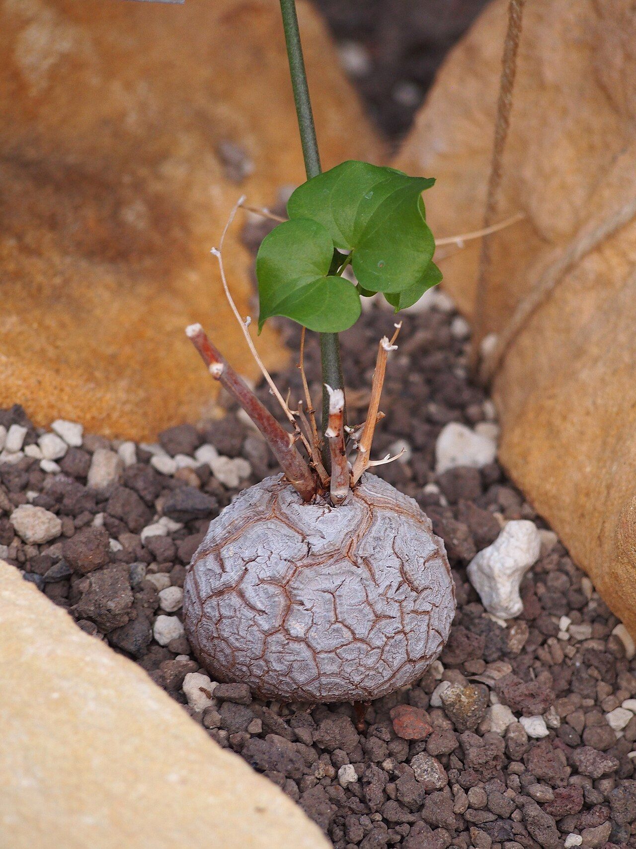 Dioscorea elephantipes with a tortoise-shell caudex, slender vine and green leaves