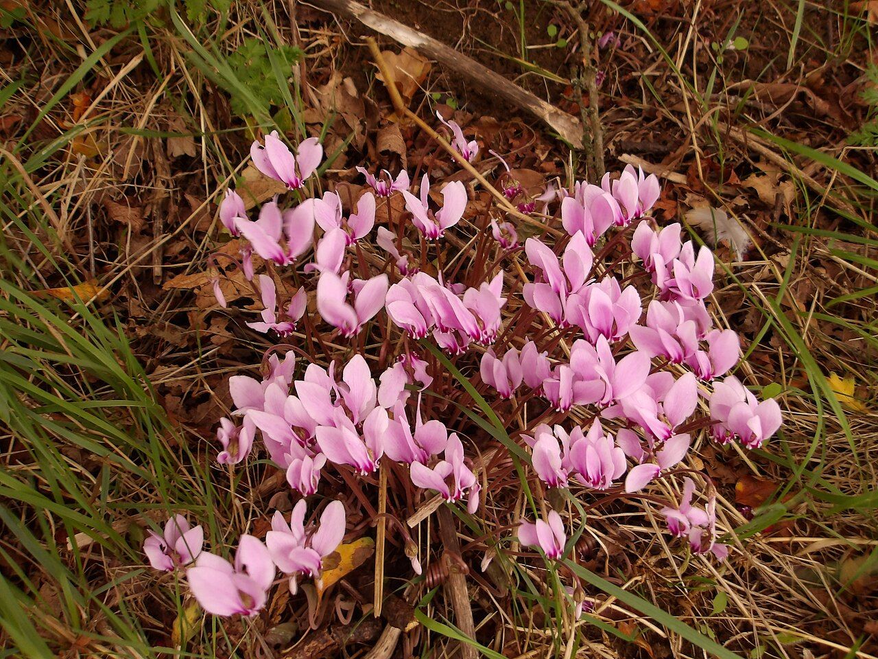 Pale pink Cyclamen hederifolium flowers rising among fallen leaves