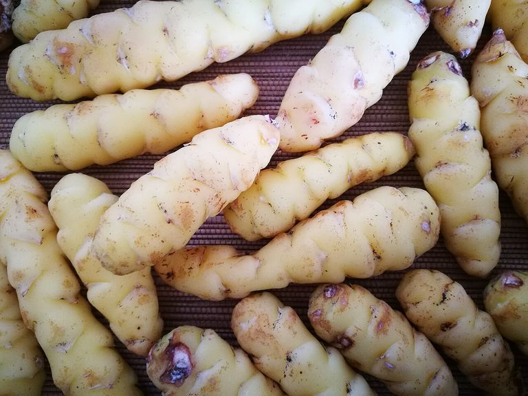 Harvested pale-yellow oca tubers with touches of pinkish red and repeated swellings