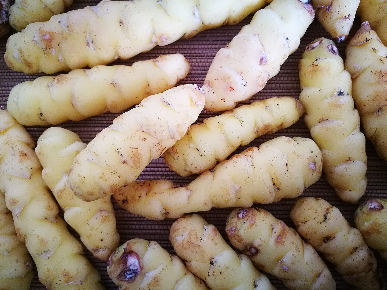 Harvested pale-yellow oca tubers with touches of pinkish red and repeated swellings