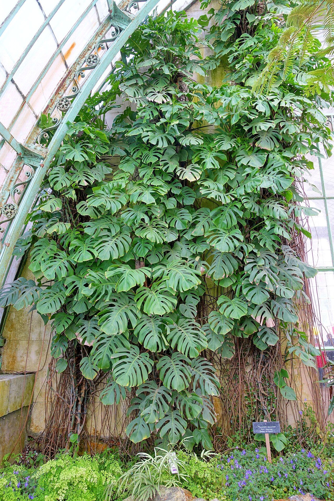 Monstera deliciosa climbing with a thick stem and aerial roots in the Royal Greenhouses of Laeken