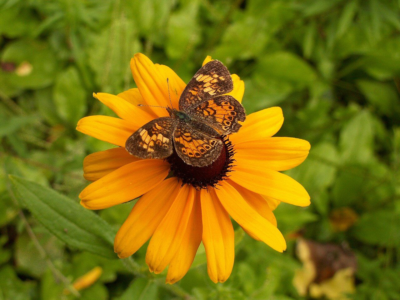 Rudbeckia hirta with yellow rays around a dark center